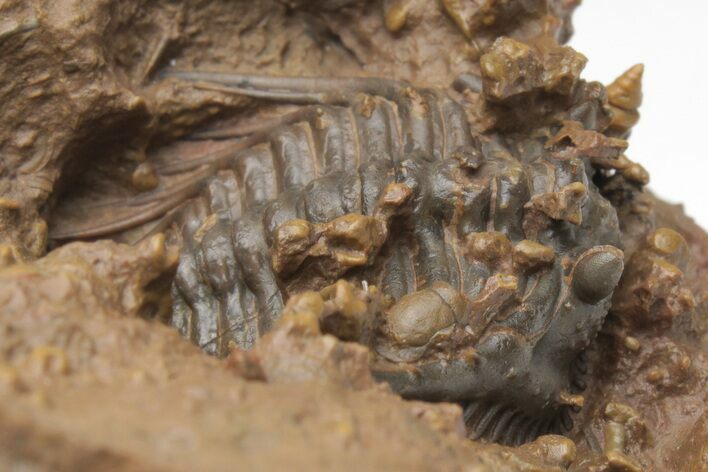 Spiny Leonaspis Trilobite With Prepared Microfossils #213271